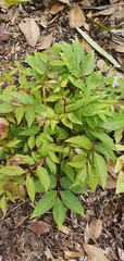 Toona sinensis