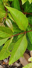 Toona sinensis