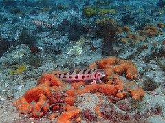 Parapercis nebulosa