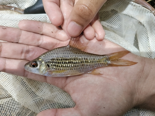 Baardloze barbeel (Cyclocheilichthys apogon) — Cyprinidae