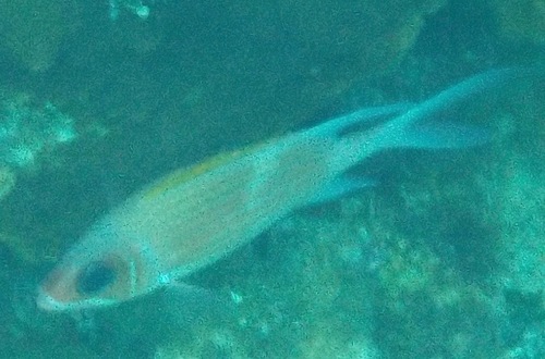 Holocentrus adscensionis