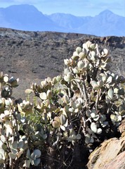 Crassula arborescens