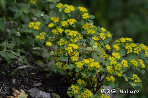 Sedum oligospermum
