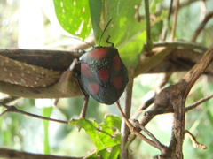 Brachystethus rubromaculatus