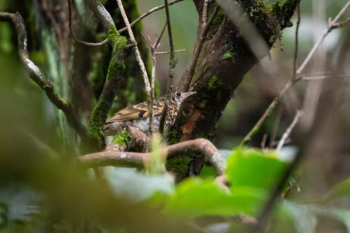 Scaly Thrush (Zoothera dauma), photo 2