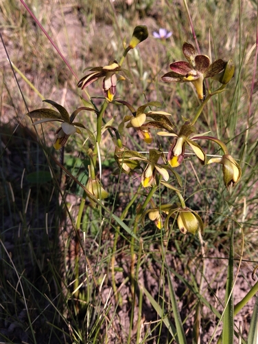 Mini Harlequin (Eulophia parviflora)