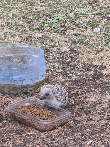 Southern White-breasted Hedgehog, Çankaya, 06690 Çankaya/Ankara, Türkiye, photo 9 of 10