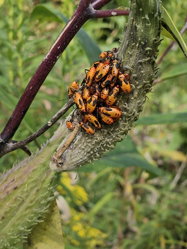 Large Milkweed Bug photographed in Ohio