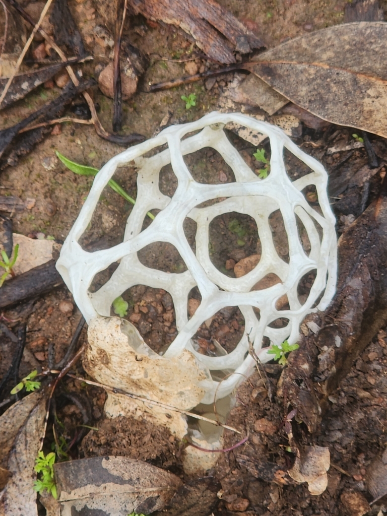 Ileodictyon gracile