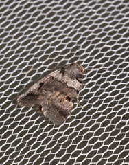 Thoracolopha flexirena