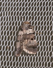 Thoracolopha flexirena