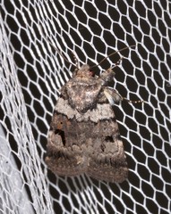 Thoracolopha flexirena