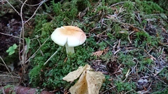 Russula bicolor