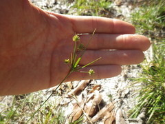 Cyperus retrorsus image