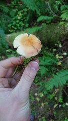 Russula bicolor