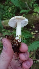 Russula bicolor