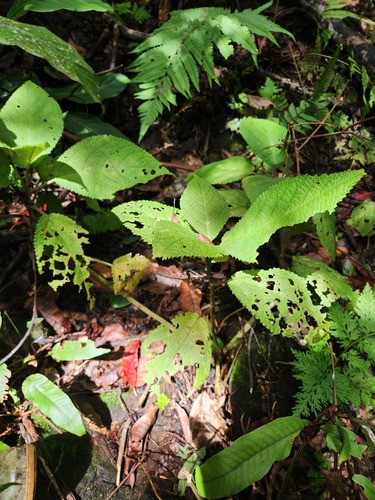 Laportea decumana observed 2025-08-18