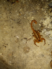 Centruroides exilicauda