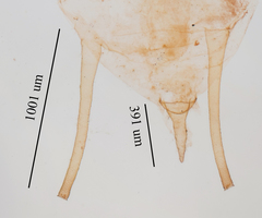 Uroleucon erigeronense