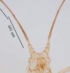 Uroleucon erigeronense