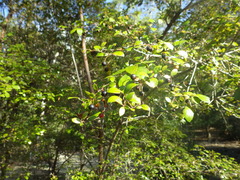 Vaccinium arboreum image