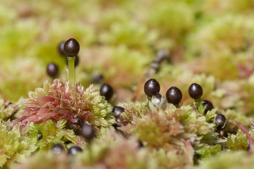 iNaturalist | (c) Vladimir Bryukhov, some rights reserved (CC BY-NC), uploaded by Vladimir Bryukhov Representative image of Sphagnum