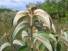 Miconia albicans