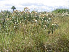 Miconia albicans