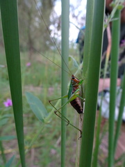 Conocephalus nigropleurum