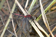 Leucorrhinia borealis