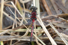 Leucorrhinia borealis