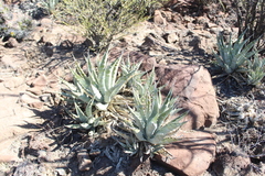 Agave cerulata subcerulata