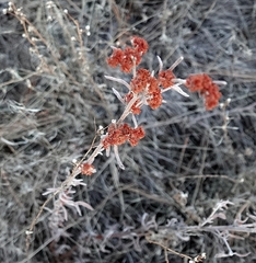 Eriogonum annuum