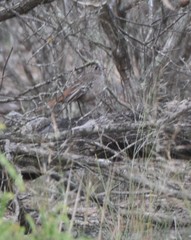 Drymodes brunneopygia