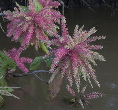 Triplaris americana