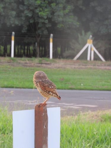 Burrowing Owl