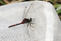 Leucorrhinia borealis