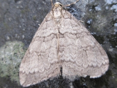 Operophtera relegata