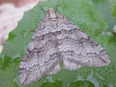 Operophtera relegata