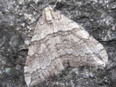 Operophtera relegata