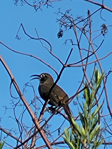 iNaturalist observation photo of California Thrasher