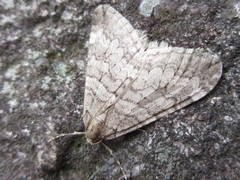 Operophtera relegata