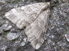 Operophtera relegata