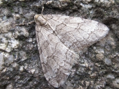 Operophtera relegata