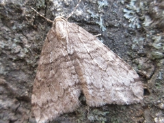 Operophtera relegata