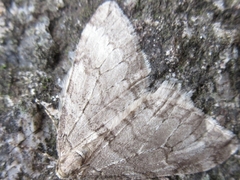 Operophtera relegata