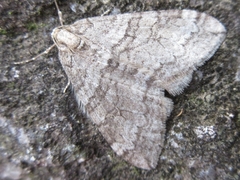 Operophtera relegata