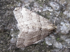 Operophtera relegata