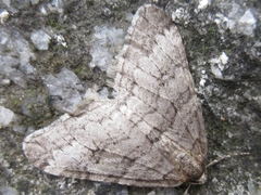 Operophtera relegata