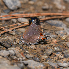 Parrhasius moctezuma